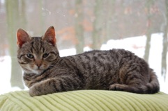 hobbes