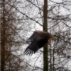 Havsrn_20100124_12640008_53